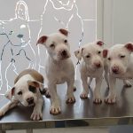 Camada de cachorritos de perro en nuestra clínica veterinaria Sanus